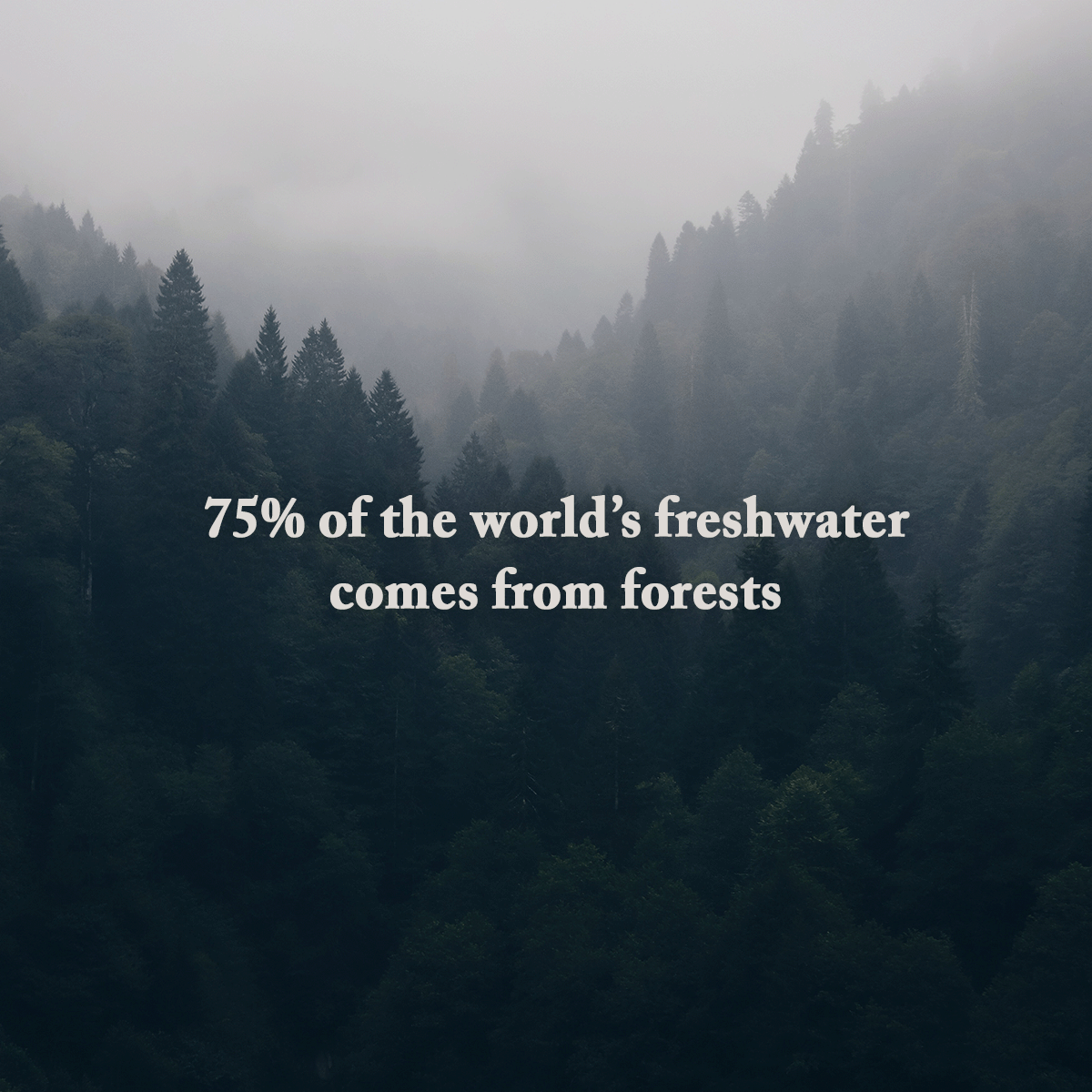 It's #WorldWaterDay💧🌳 

Trees and water have a good thing going. Not only is water vital for a tree’s survival, but when it rains, trees' roots hold soil together, removing pollutants, refilling aquifers, and providing drinking water for more than 150 million people in the U.S.