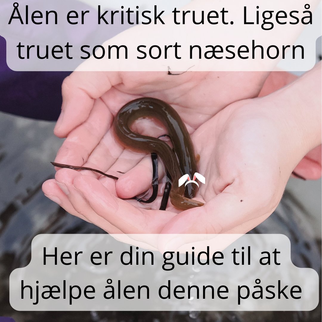 Sofie Graarup Jensen tweet media