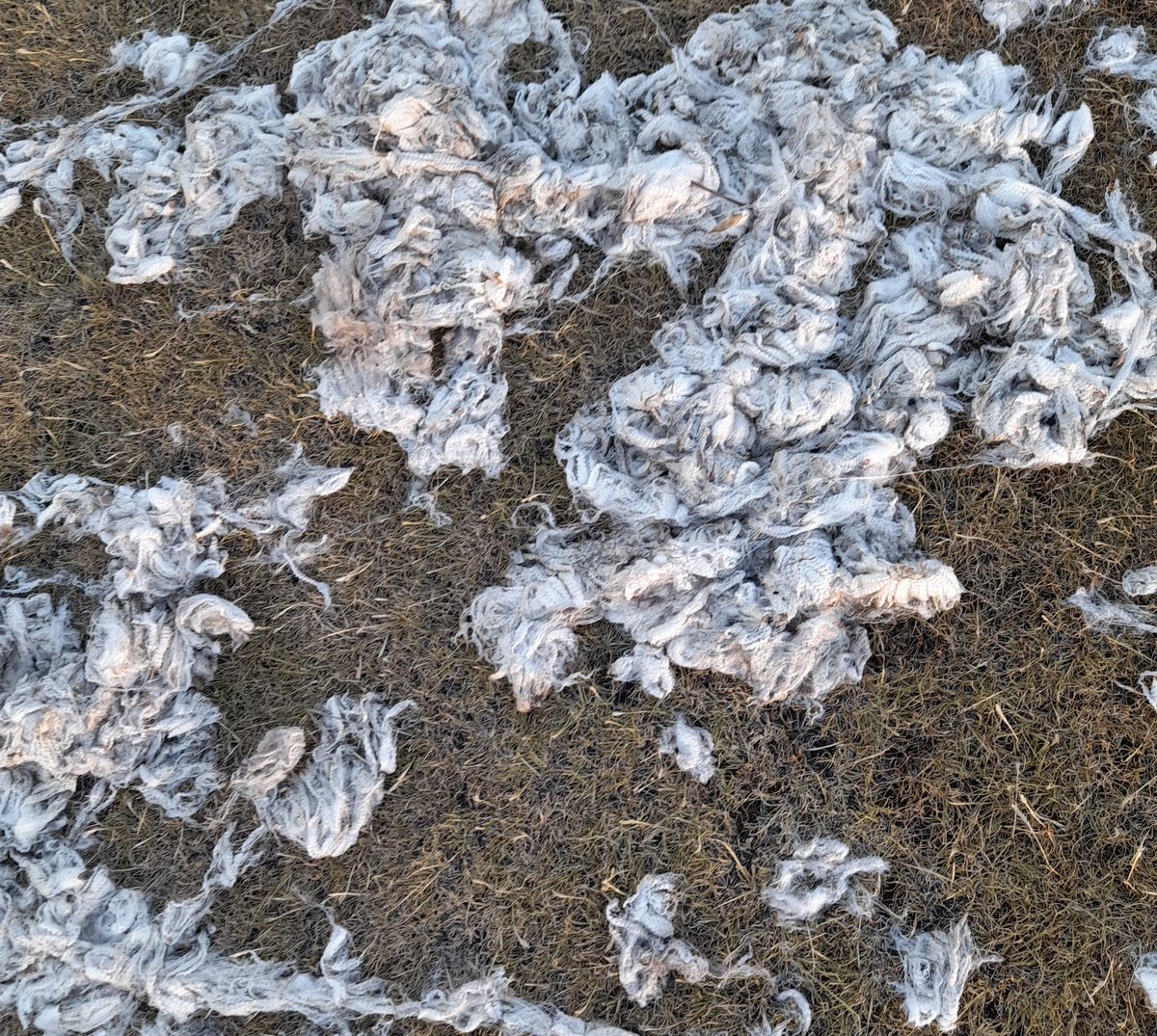 Nthabelengshal3's tweet photo. My heart sank a bit while taking this picture #sheepwool #Lesotho you can tell this is quality wool . motho a utsoang boea ebe bo qetella tjee o etsuaong joang ? #protect the farmers. 🙏 https://t.co/TE8YxQkBUU