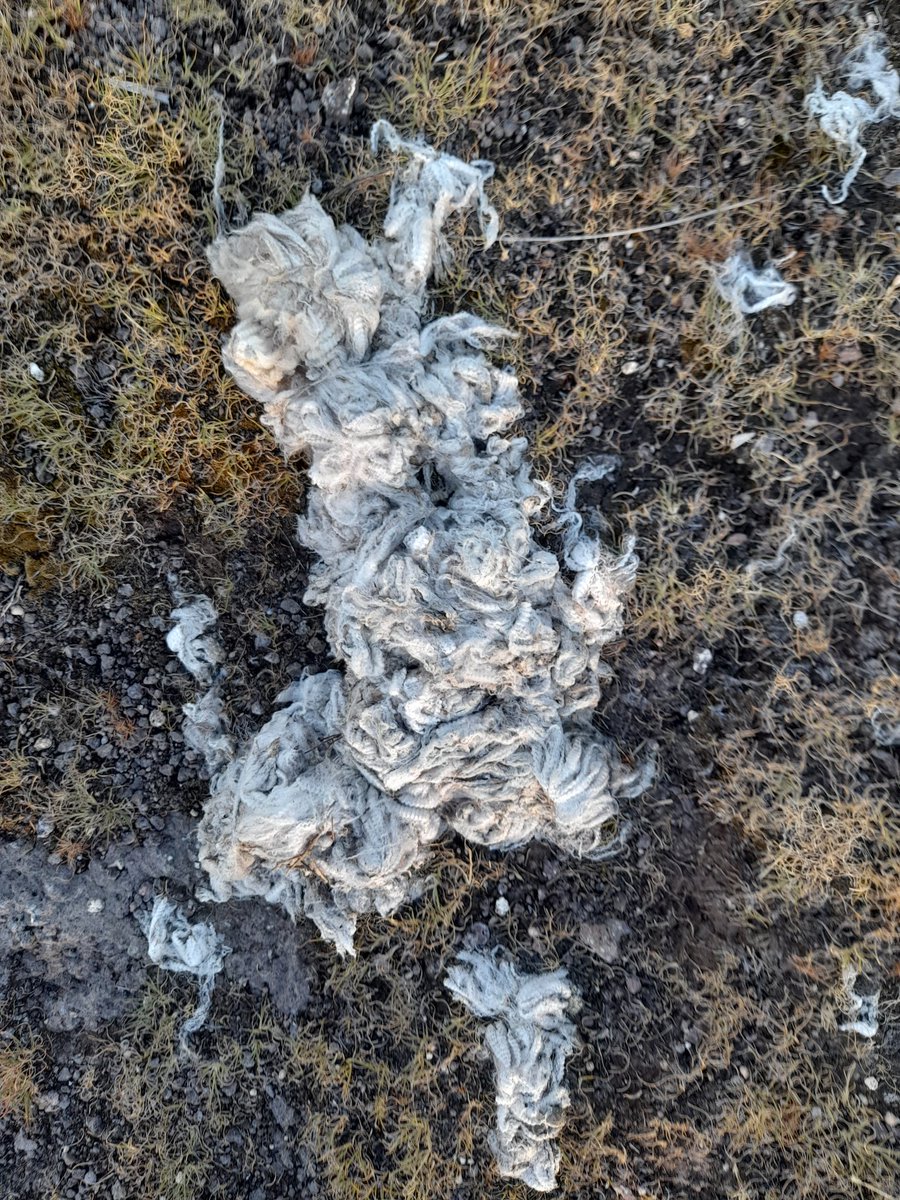 Nthabelengshal3's tweet photo. My heart sank a bit while taking this picture #sheepwool #Lesotho you can tell this is quality wool . motho a utsoang boea ebe bo qetella tjee o etsuaong joang ? #protect the farmers. 🙏 https://t.co/TE8YxQkBUU
