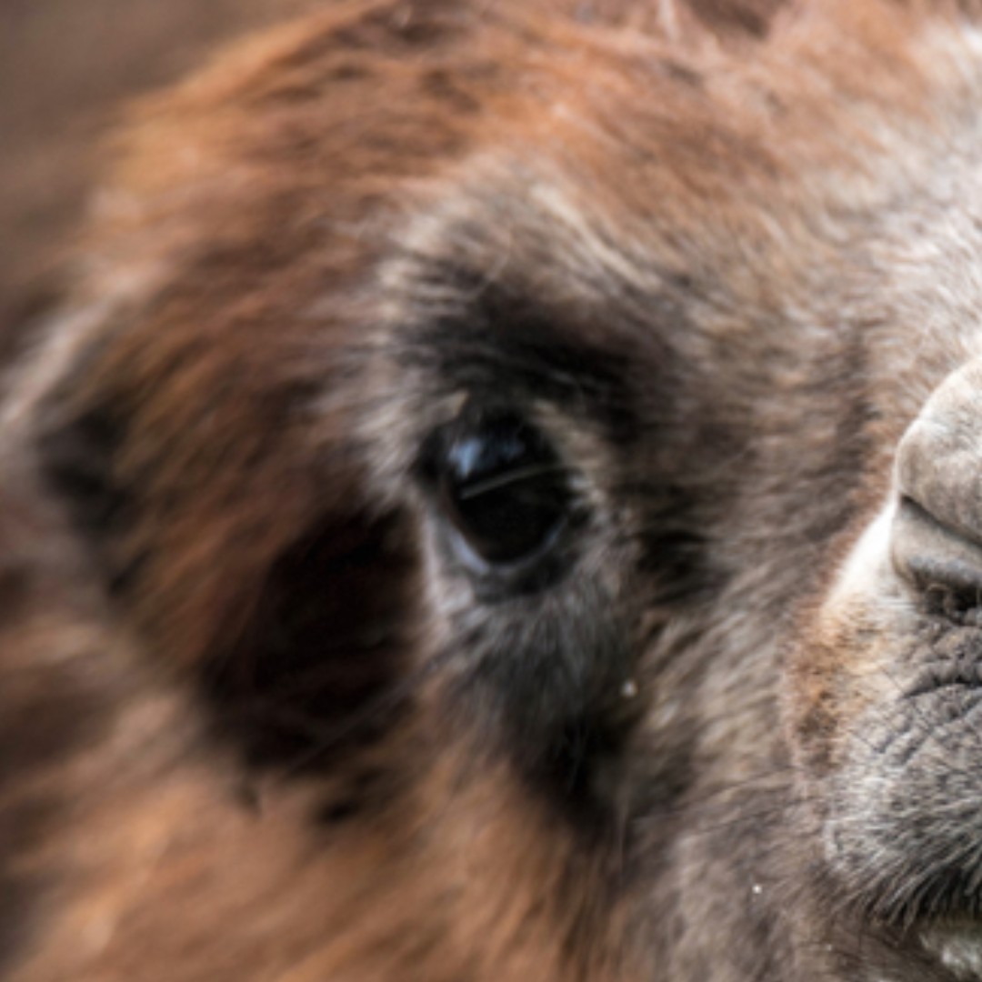WelshMountainZo's tweet photo. Happy #ISpyFriday!
Can you guess who this is?
Here's a hint... they're native to the steppes of Central Asia π€
πΈ: Shaun Wilson
#SupportingConservation #WelshMountainZoo #NationalZooOfWales #Eryri360 #TenTop #Photography #WildlifePhotography https://t.co/qf9fuUulAG