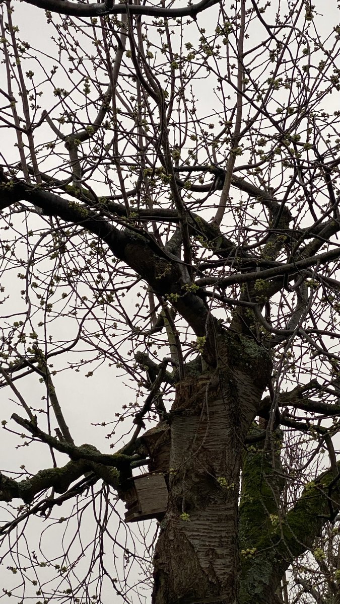 funnyson30's tweet image. Kirschbaum im März #März #Kirschbaum