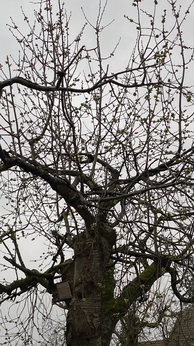 funnyson30's tweet image. Kirschbaum im März #März #Kirschbaum