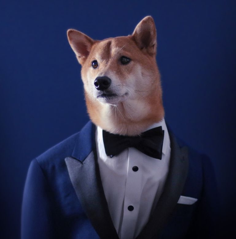 Give Your #Solana Wallet Some Style

dogwiftie $TIE 

almost $2,000,000 volume in less than a day

holders increasing

8cc2d1SQ3AhBEjoka1xrbkyCLNCwxcArF4pXrvAXvAF9