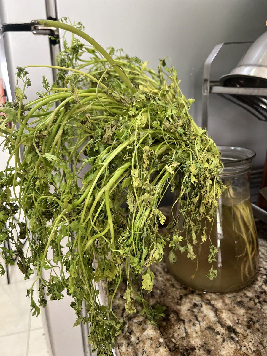 melhoresalvador's tweet image. Comprei esse coentro e em um dia ele já ficou assim: murcho e xoxo.  

Me dei conta de que sou tal qual um maço de coentro: além de sensível ao calor, tem gente que odeia, e quem não abre mão no dia a dia. #filosofei