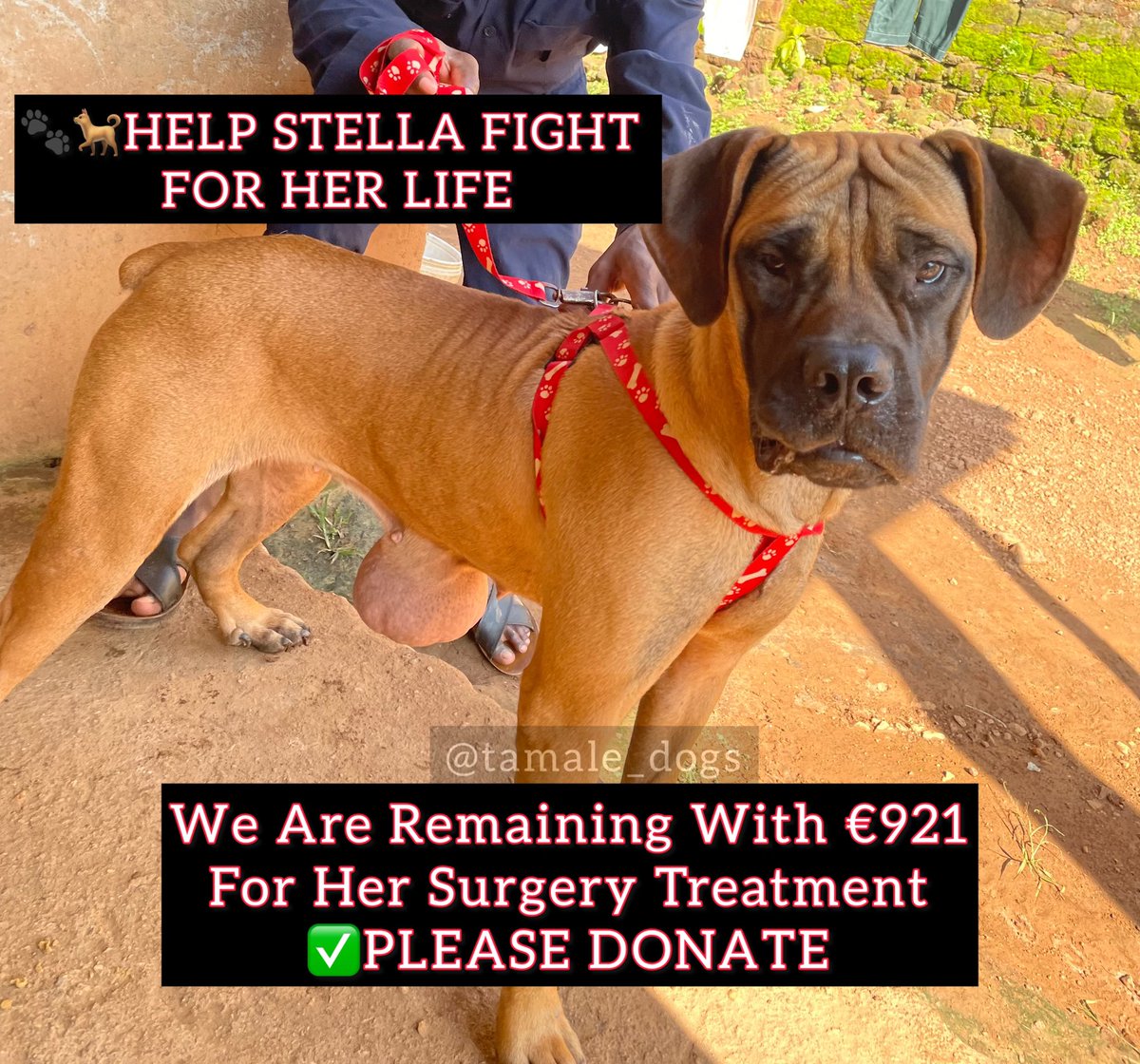 Together, we can ensure that Stella receives the care she deserves. Your support is the key to making a difference in her life. Let’s show compassion and kindness to those who cannot speak for themselves 
 #SupportStella #HealingPaws
