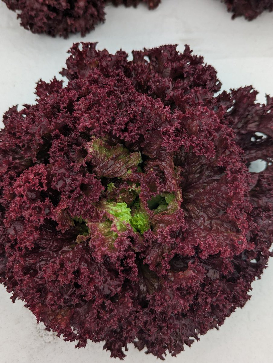 ChrissyWozniak's tweet photo. It’s a not so sunny day in Florida, but still great day to check out field trials at the Hastings Agricultural Extension Center Spring Field Day! I’ve never seen such beautiful lettuce!
#flgrown #floridaag https://t.co/awytptMUx8