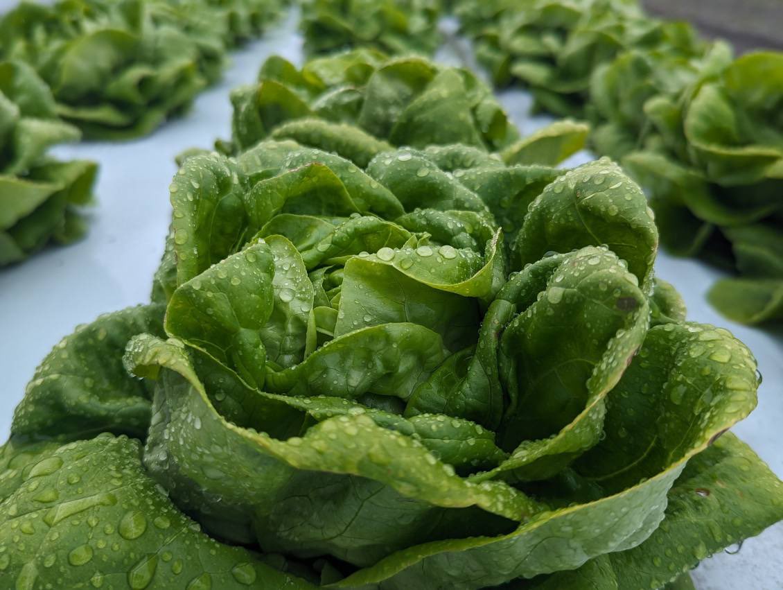 ChrissyWozniak's tweet photo. It’s a not so sunny day in Florida, but still great day to check out field trials at the Hastings Agricultural Extension Center Spring Field Day! I’ve never seen such beautiful lettuce!
#flgrown #floridaag https://t.co/awytptMUx8