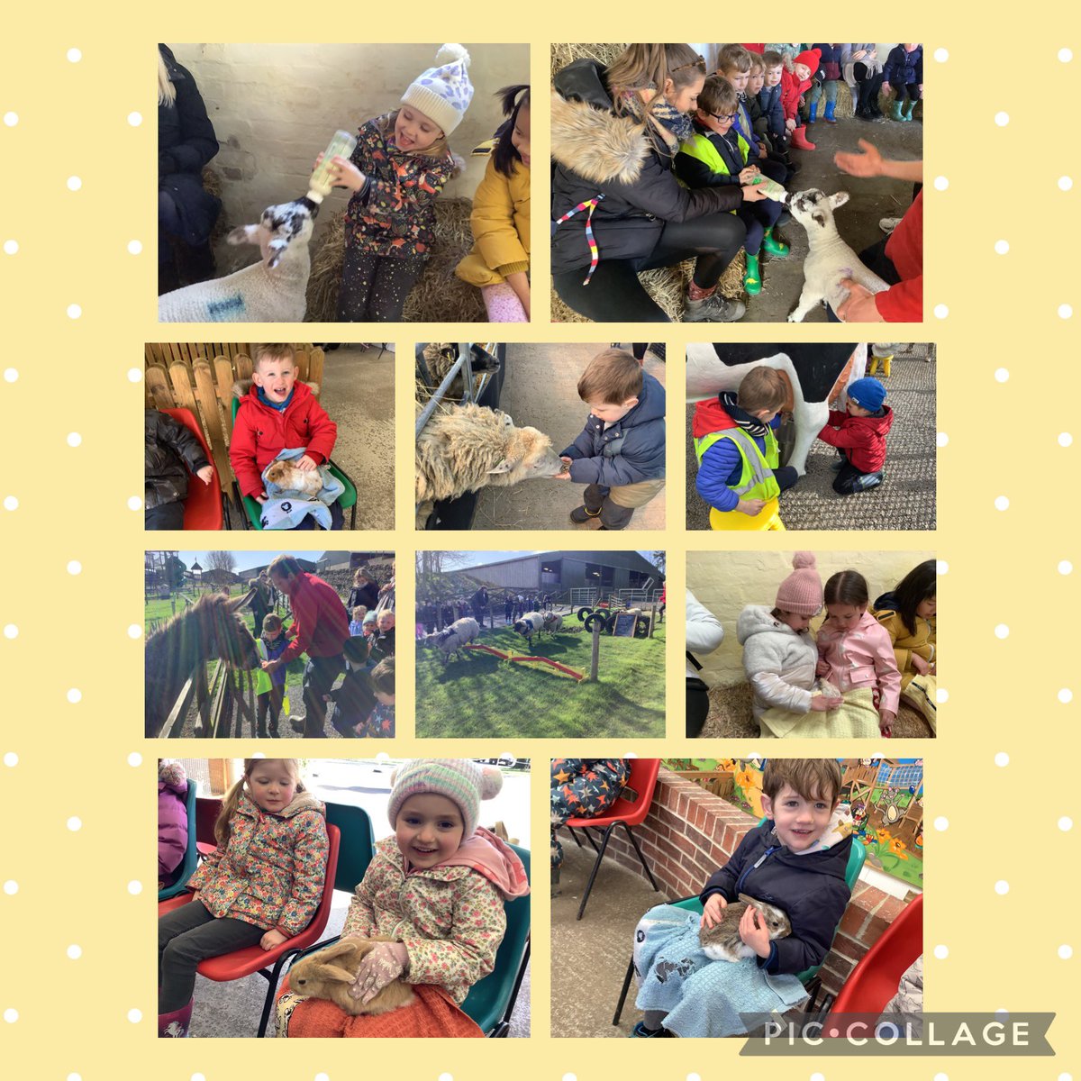 We have had a wonderful day at <a href="/HallHillFarm/">Hall Hill Farm</a> !☀️ We fed lambs, goats and donkeys, milked a cow, held baby chicks,rabbits and guinea pigs and watched a sheep race! We had so much fun and learned so much about the farm! 🐰🐷🐮🐣🐴
