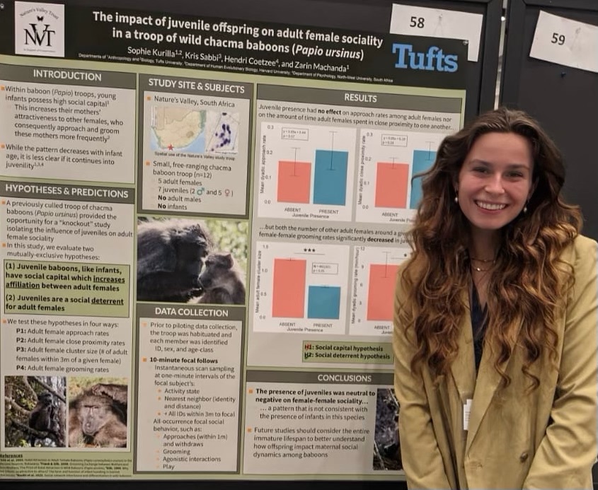 The amazing @sophiekurilla presented the results of her @Tufts_Biology and #TuftsChimpLab senior thesis at the #AABA2024! @KrisSabbi @NVTrust