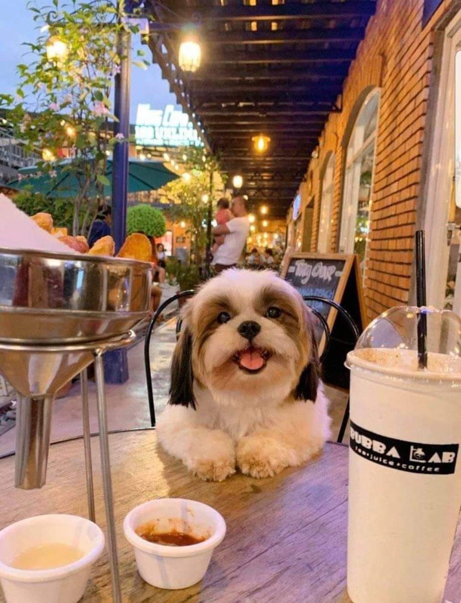 twaniimals's tweet photo. perfect date ❤️ https://t.co/xWJdVkgVKf
