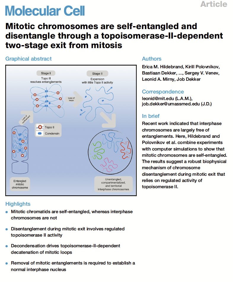 ⚠️ Mitotic chromosomes are self-entangled and disentangle through a topoisomerase-II-dependent two-stage exit from mitosis Molecular Cell 84, 1–20 (April 2024) sciencedirect.com/science/articl…