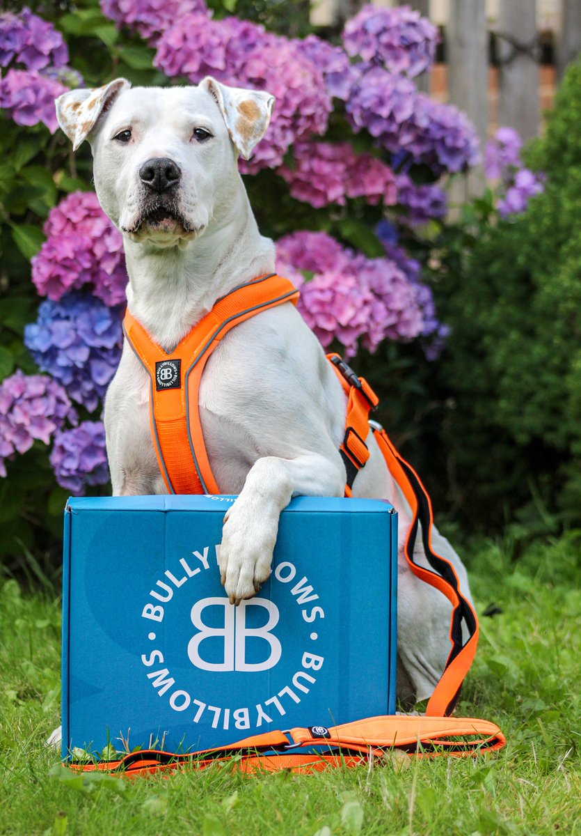 BullyBillows tweet media