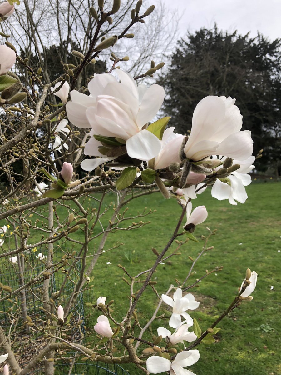 Little bit of magnolia blossom today. #flowers #nature #gardens #springtime
