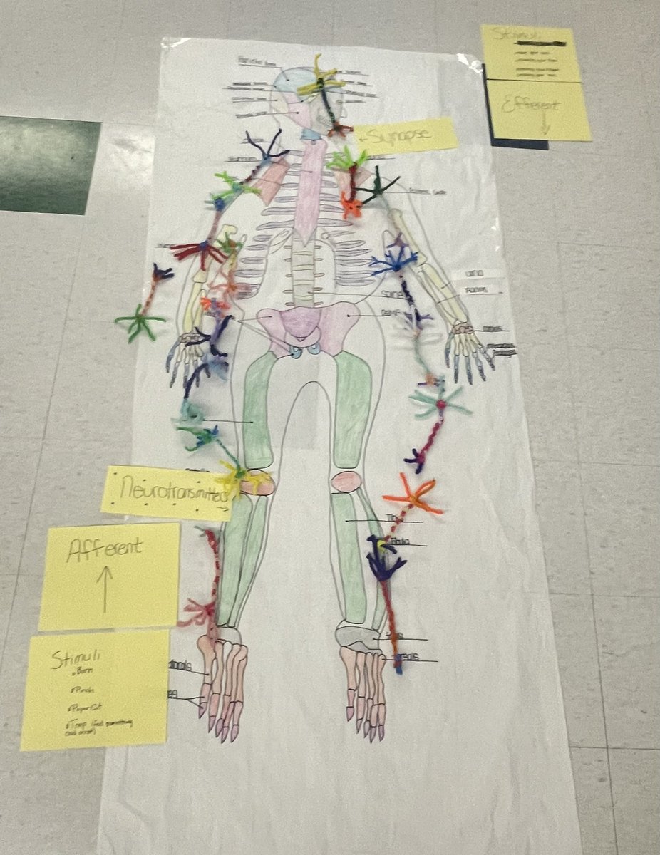 SGHawksMA's tweet photo. Sophomore Ss learning about the  neuron and the nervous system🧠. First we made neurons then placed them according to stimuli, afferent or efferent on our own full size skeleton from the MS system 🦴 @nccvtsd @St_GeorgesTHS  @fhansonic  #makelearningfun https://t.co/LrvGRSWPez