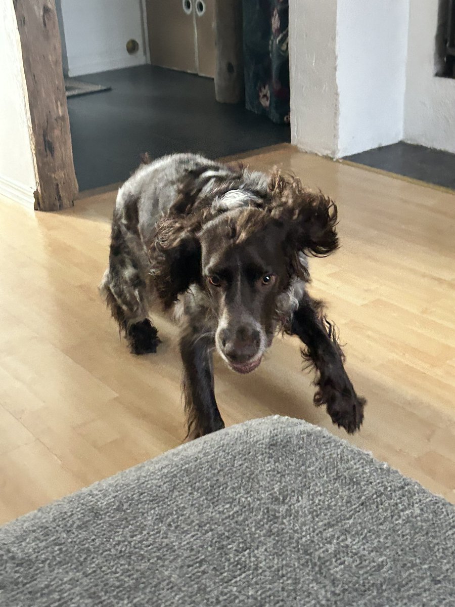 ZesMaze's tweet photo. @contextdogs Frodo https://t.co/IcOSbkncxb