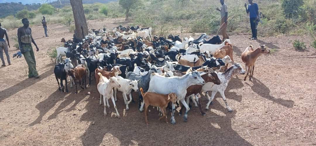 Let's commend men in uniform & NPR for successfully engaging the Bandits and recovering 196 Goats. This is great work that must not go unnoticed. Let's end Banditry. @KindikiKithure @NPSC_KE #EndBanditry. #DailyAlerts #SecureKE
