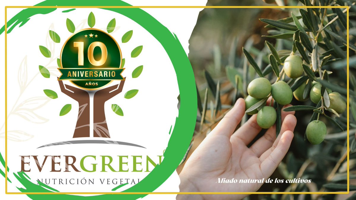 evergreennutri1's tweet photo. En Evergreen estamos de celebración. 
#Evergreen Nutrición Vegetal celebra este año 2024 su 10° aniversario. 
Queremos hacer partícipe de esta celebración a los verdaderos protagonistas del sector, los #agricultores y colaboradores. https://t.co/A0jmk7Cx9l
