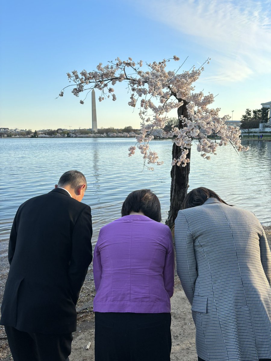 JapanEmbDC's tweet photo. Thank you, @NatlParkService, for caring for the 112-year-old gift of cherry trees 🌸. We visited #TidalBasin to honor #Stumpy, one of our most beloved symbols of 🇯🇵-🇺🇸 friendship. Your legacy will live on, nurturing future generations of friendship ❤️. https://t.co/t3hg3MhL09