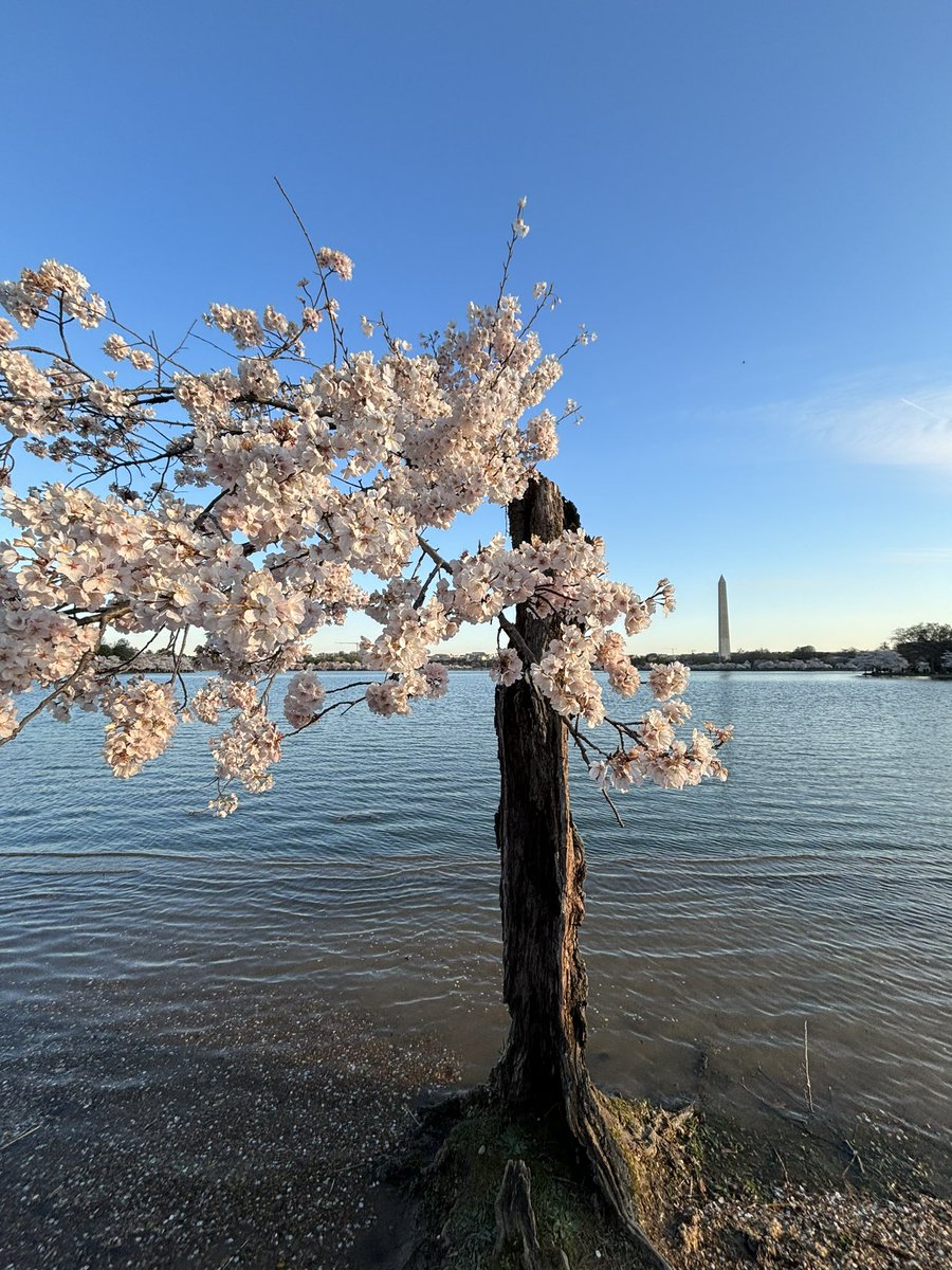 Thank you, <a href="/NatlParkService/">National Park Service</a>, for caring for the 112-year-old gift of cherry trees 🌸. We visited #TidalBasin to honor #Stumpy, one of our most beloved symbols of 🇯🇵-🇺🇸 friendship. Your legacy will live on, nurturing future generations of friendship ❤️.