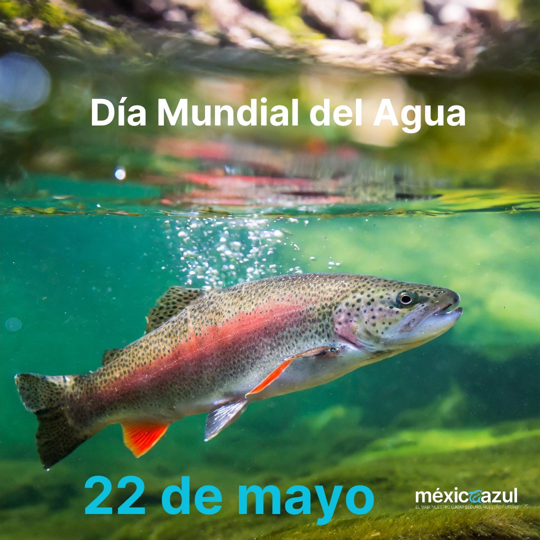 Fundación México Azul tweet media