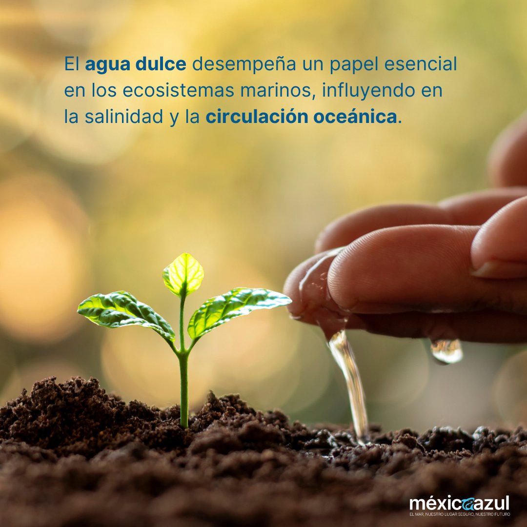 Fundación México Azul tweet media