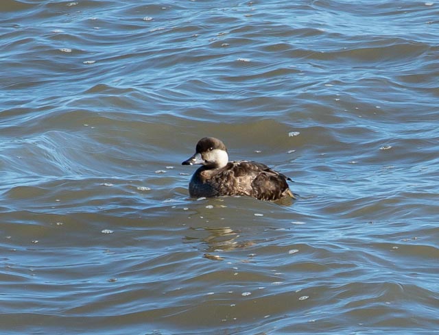RonFirby's tweet photo. ID for this offshore at the Headland Please @teesbirds https://t.co/h8RWBdABsd