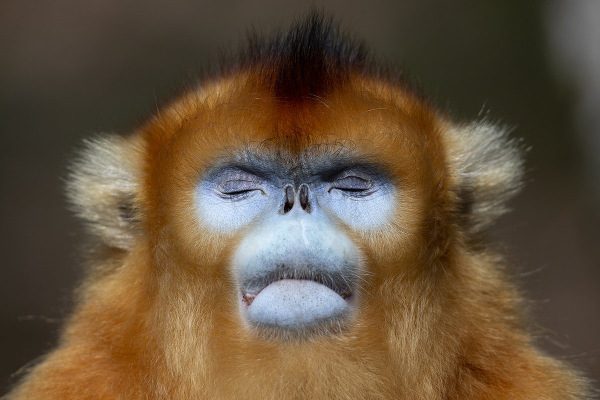 Golden snub-nosed monkey from the Qinling Mountains of China.