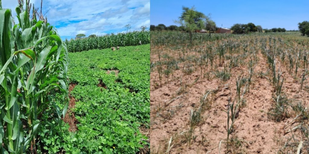 #ElNiño is challenging both Southern & Northern🇿🇲, with varying degrees in intensity. Read how the #SIFAZ Project & the #UkamaUstawi CGIAR Initiative are facing it, & how using adaptive strategies can bring a resilient future for farmers. #WorldWaterDay bit.ly/4a4fQl8