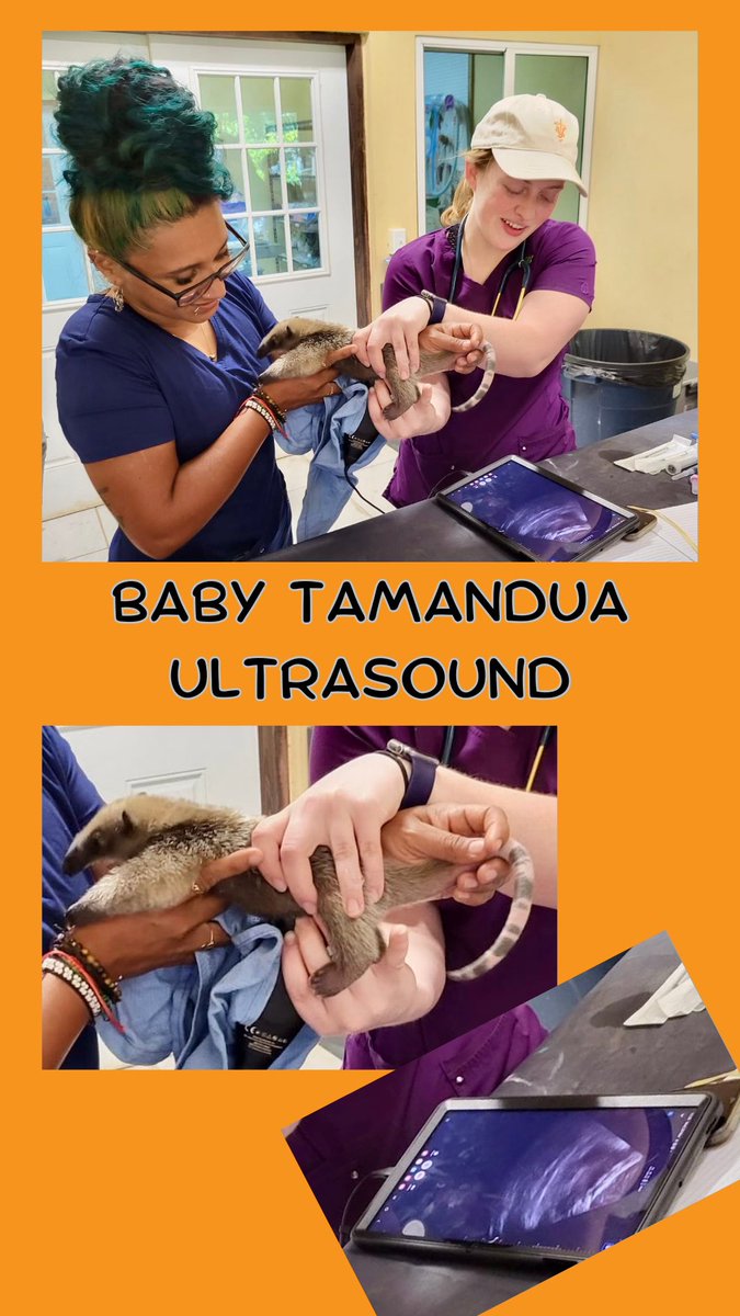 utcvm's tweet photo. Walk to work &amp; ultrasound a baby tamandua? Yes, Please! Our #veterinary students on the Belize Zoo clinical rotation. Learning vet med and conservation. @UTIAg @UTKnoxville #veterinarymedicine #VolisaVerb https://t.co/Jwndqy6M07