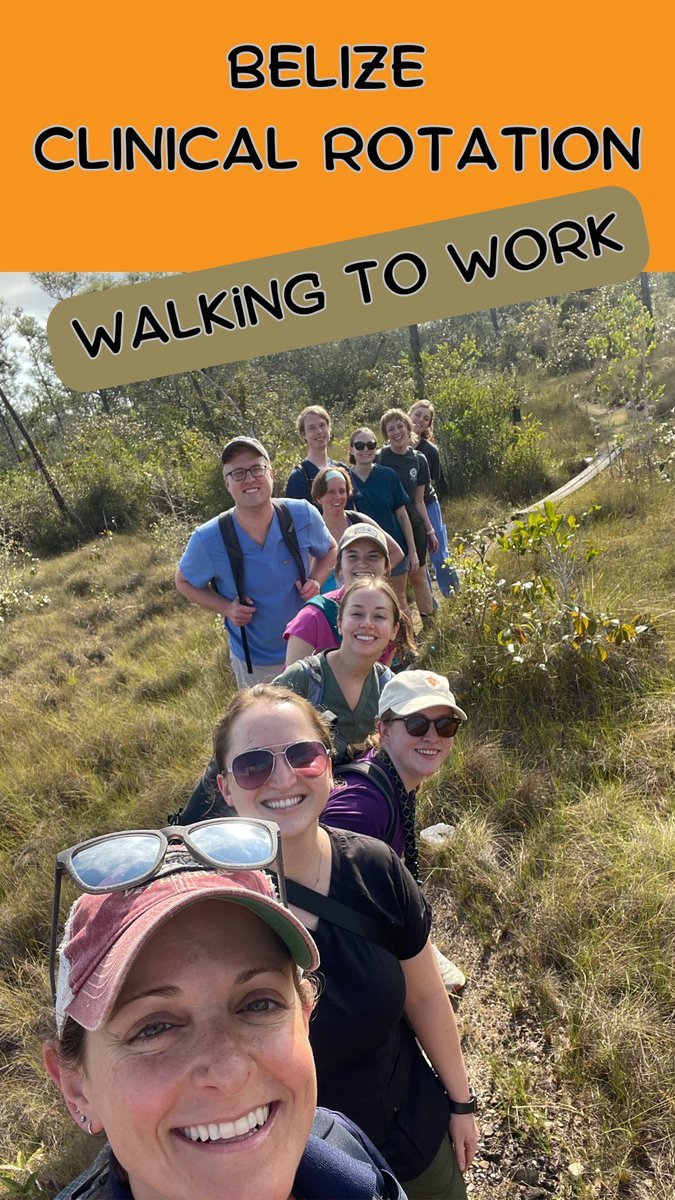 utcvm's tweet photo. Walk to work &amp; ultrasound a baby tamandua? Yes, Please! Our #veterinary students on the Belize Zoo clinical rotation. Learning vet med and conservation. @UTIAg @UTKnoxville #veterinarymedicine #VolisaVerb https://t.co/Jwndqy6M07