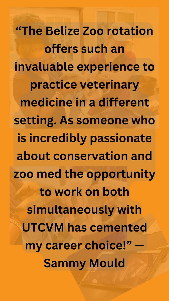 utcvm's tweet photo. Walk to work &amp; ultrasound a baby tamandua? Yes, Please! Our #veterinary students on the Belize Zoo clinical rotation. Learning vet med and conservation. @UTIAg @UTKnoxville #veterinarymedicine #VolisaVerb https://t.co/Jwndqy6M07