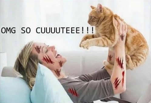 cat owners be like: