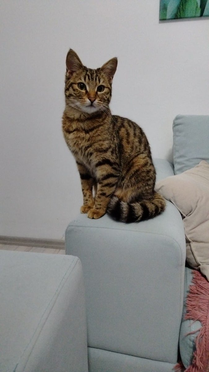 kayipmecnun's tweet photo. Yeniden merhaba.. günlerdir kısırlaştırma için gerekli miktarı toplamaya çalışıyoruz 😔  ameliyat için hala 37 kişinin 100 tlsine ihtiyacımız var.Arkadaşımla ben bir süredir çalışmıyoruz. Himayemizde 20+ can var. Yeni doğum yapan bir anne var. Yetişemiyoruz🥺 paylaşabilir misiniz https://t.co/wkKO8fqKp9