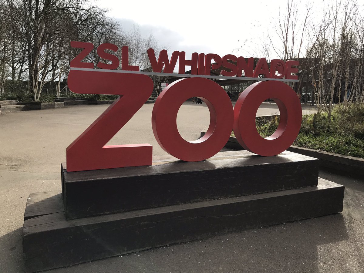 MackintoshJulia's tweet photo. A terrific day with @UH_Education BEd2 student teachers @ZSLWhipsnadeZoo learning how to maximise science learning beyond the classroom
@uniofhertsteach 
#greatprimaryscience
@UniofHerts https://t.co/yf8EIH7UGi