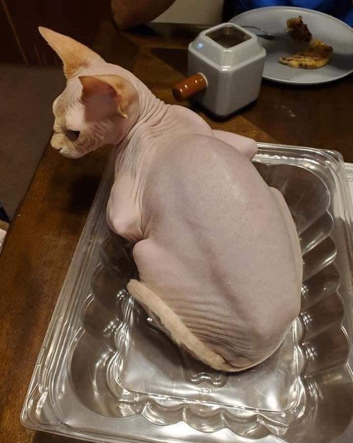 skippyhurdle's tweet photo. @keithdunn @keithdunn did you say frozen chicken cat? #bm100 https://t.co/cSZCtB2g9o