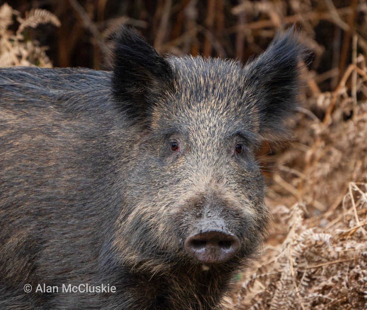 #WildBoar adult female Forest of Dean. #ukmammals #wildlifephotography #BBCWildlifePOTD @Britnatureguide