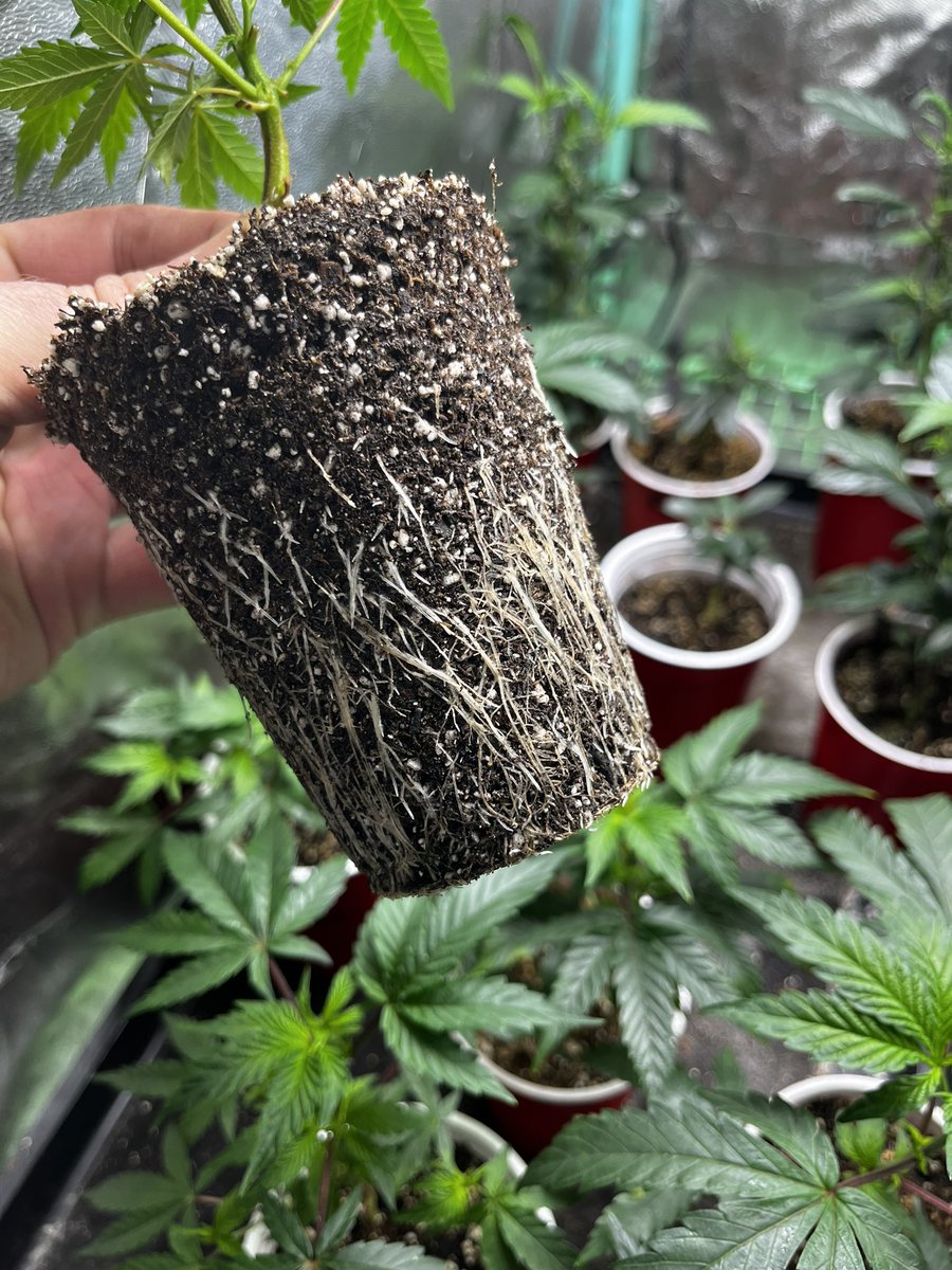 Transplant day for most of these clones! This 2.2lb carton of mycorrhizael root inoculant is super affordable and about half the price of some of the big name brands! #clones #transplantday #cannabiscommunity