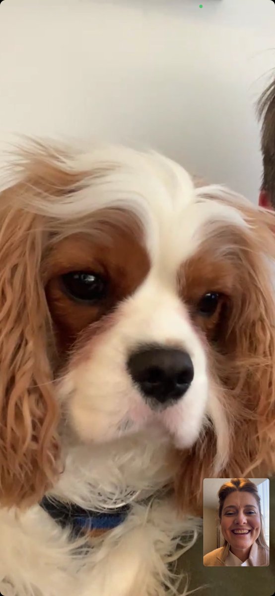 LMalloy's tweet image. I’ve had several people introduce themselves to me at #APLS2024 with some variation of 

“I follow you on Twitter &amp;amp; I love your dog” 

So here’s one of me FaceTimeing Basil from the conference. I will tell him he has many fans 🤣