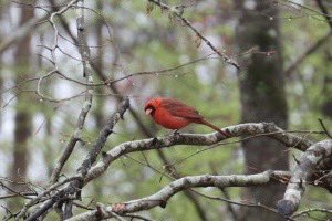 Springtime❤️❤️ (I will do better once I get a better lens!)