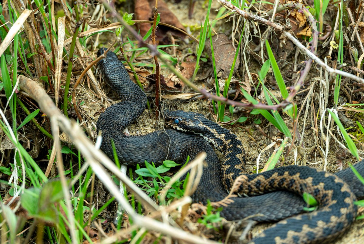 With the warmer weather lately, we are seeing more male Adders apearing around @RSPBMinsmere especially on the sand martin bank. Today there were the usual three including the black adder, and if you look carefully at the eyes, you will see they are about to shed their skin.