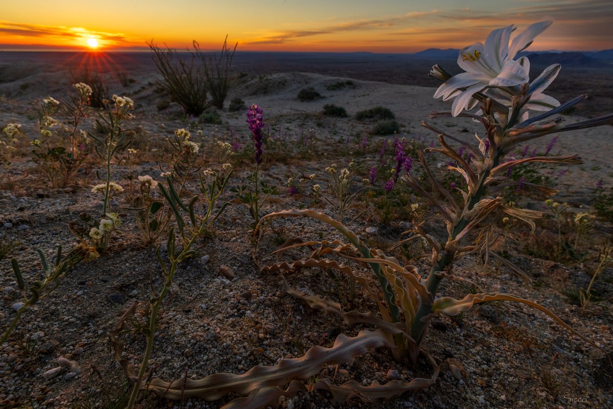 The Borrego Badlands is the place to check out desert lilies (Hesperocallis undulata) at this time. You can't miss them out there, if this is on your bucket list (Photo: Sicco Rood).