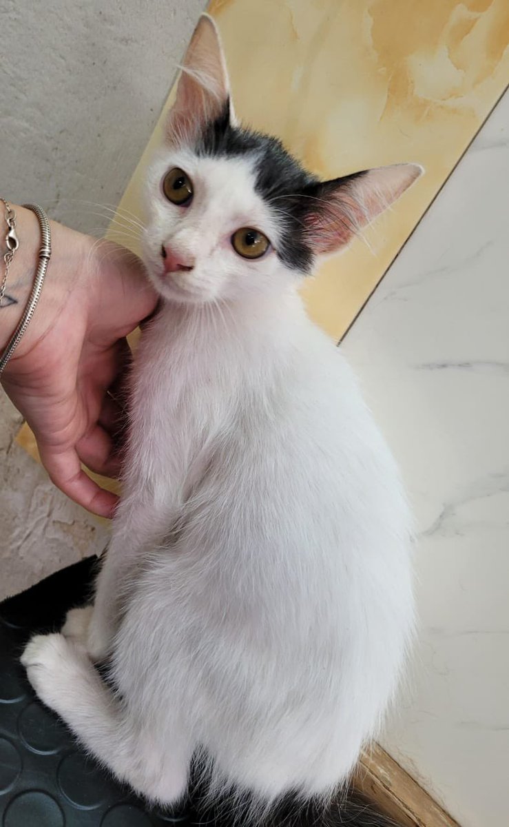 ✨ MICHI EN ADOPCIÓN ✨
Este bebé hermoso y buenazo fue abandonado frente a mi casa a ayer en medio de la tormenta 😕 ya está bañadito y desparacitado. No le puedo tener porque tengo 4 perros que no toleran los gatos 😔
Porfa me ayudan con un rt para que encuentre un hogar 🫶🏻