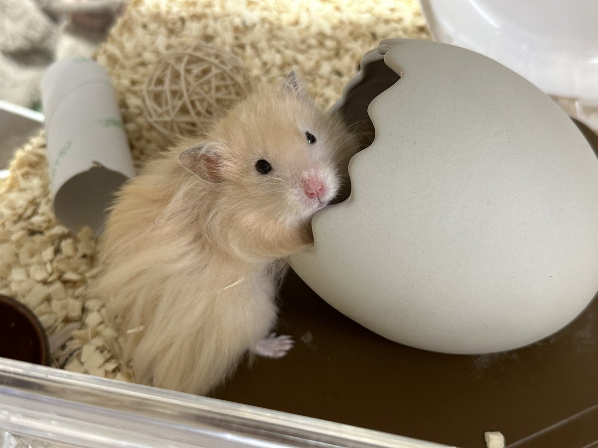 ant_0t's tweet photo. ゴールデンねずみ🐹 https://t.co/2khY3EhsqE