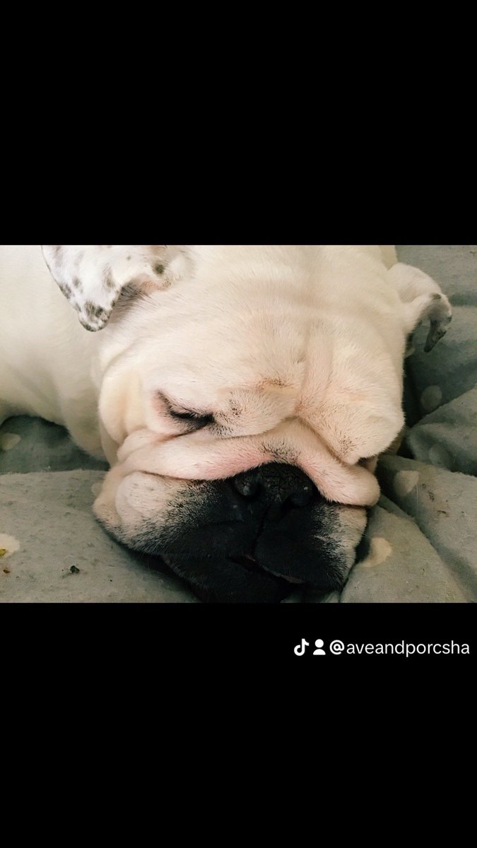 collectibulldog's tweet image. The lady that helped to rescue the most bear like ewok  looking flat nosed English bulldog with a girls name soon changed to #Wiggles This lady was running round @Crufts with her beautiful bulldog. #collectibulldogs is getting a one to one interview with mrs Sullivan 

#DogBlogs