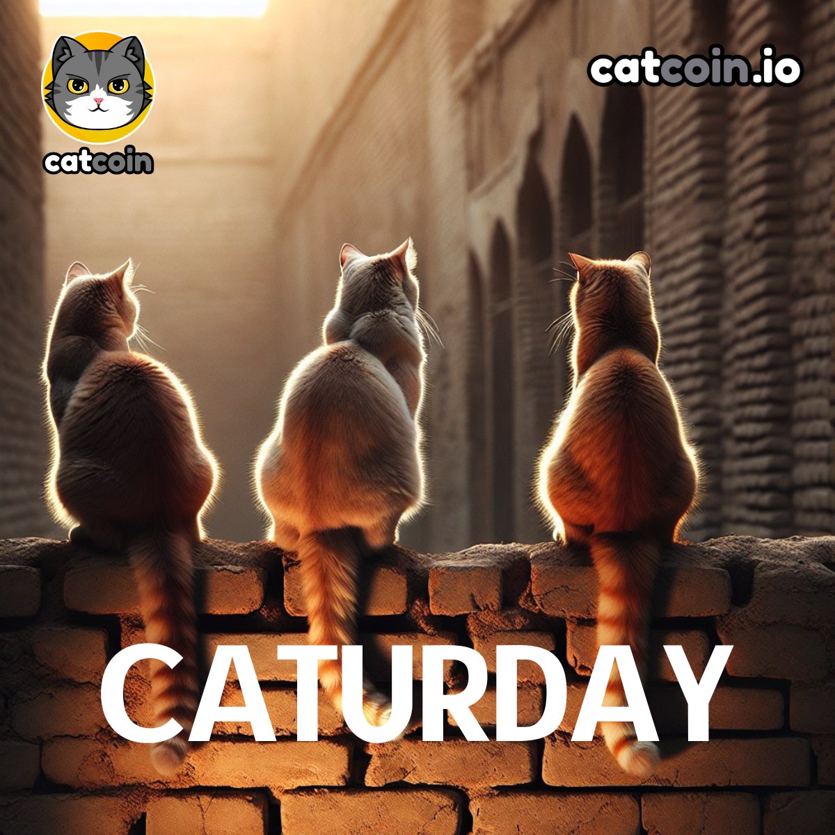 Happy Caturday! - $15 

• Follow <a href="/officialcatcoin/">Official Catcoin</a>
• Retweet
• And comment #Caturday #Catcoin #USDT

24 hours