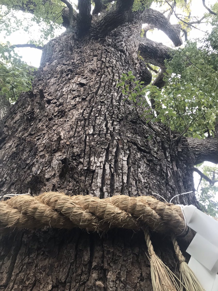 CafeTemple's tweet photo. 新熊野神社 東山区今熊野椥 1160年、後白河上皇が平清盛に命じ、熊野より土砂材木等を運び社域を築き社殿を造営、神域に那智の浜の青白の小石を敷き霊地熊野を再現した。境内の大樟は後白河上皇お手植。#kyoto #新熊野神社 #後白河 #平清盛 #熊野 https://t.co/H6TzlkLEpy