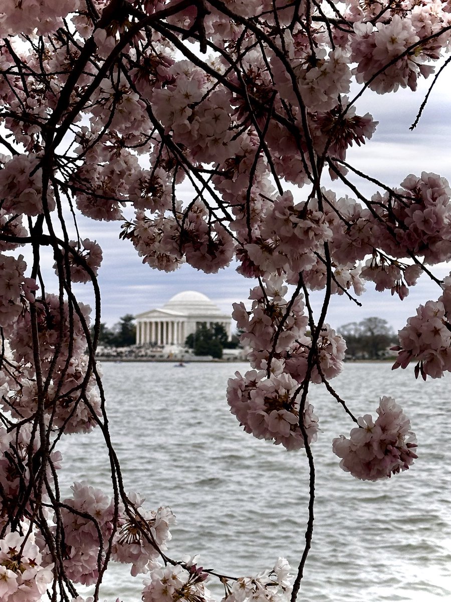 #ShabatShalom from beautiful and blooming DC 🌸