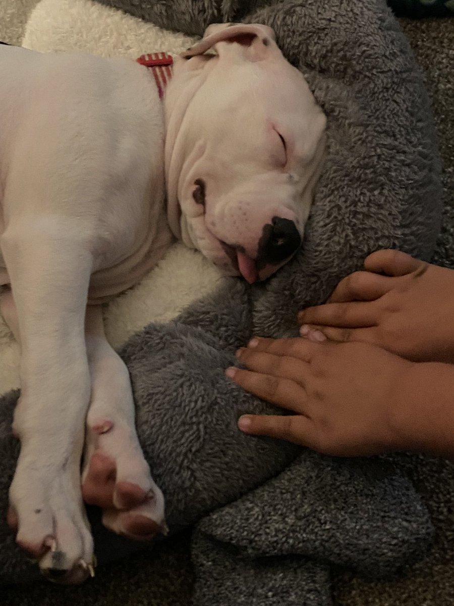 iamashcarrillo's tweet photo. Tank 
#poochpics #ucfproduction https://t.co/89XueV1mo9