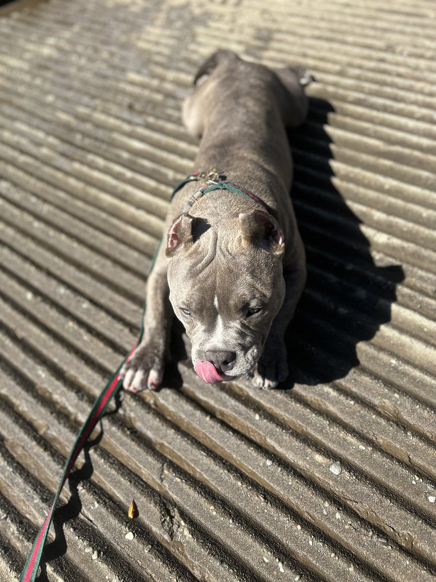 llillsosa's tweet photo. @shafiihamidu @Gidi_Traffic It all depends on the owner and how the train them pitbulls are the sweetest dogs I’ve ever met!!!! https://t.co/KG1EjMOWzh